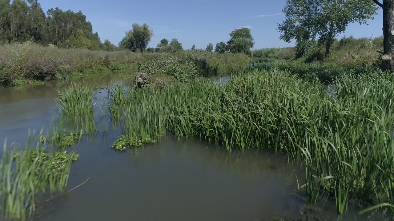 Spring landscape of the swamp in the forest
