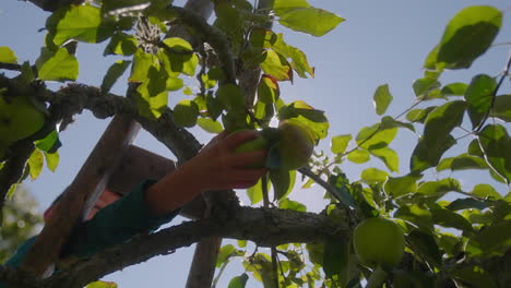 Boy harvesting apples up in a tree on a sunny, autumn afternoon