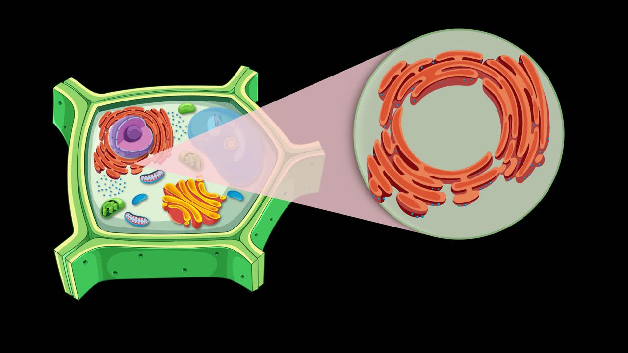 Animation illustrating plant cell anatomy with focus on endoplasmic reticulum, featuring detailed organelle transitions and vibrant colors