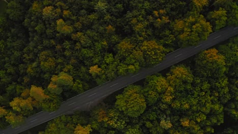 Flight over a street surrounded by a forest, following its diagonal direction; summertime treetops at the first daylight in the morning.