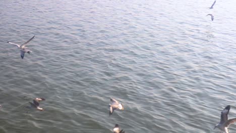 Seagulls-flying-over-calm-river-water,-medium-shot