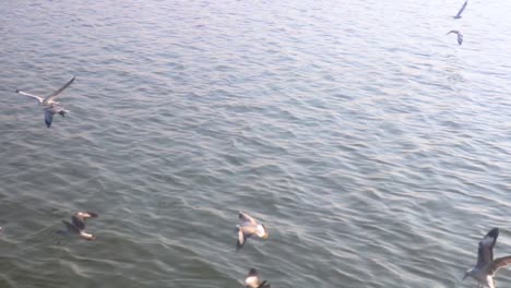 seagulls flying over calm river water, medium shot