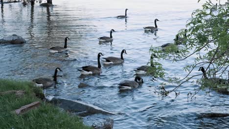 Toma-En-Cámara-Lenta-De-Una-Bandada-De-Gansos-Canadienses-Nadando-En-Un-Lago-Tranquilo