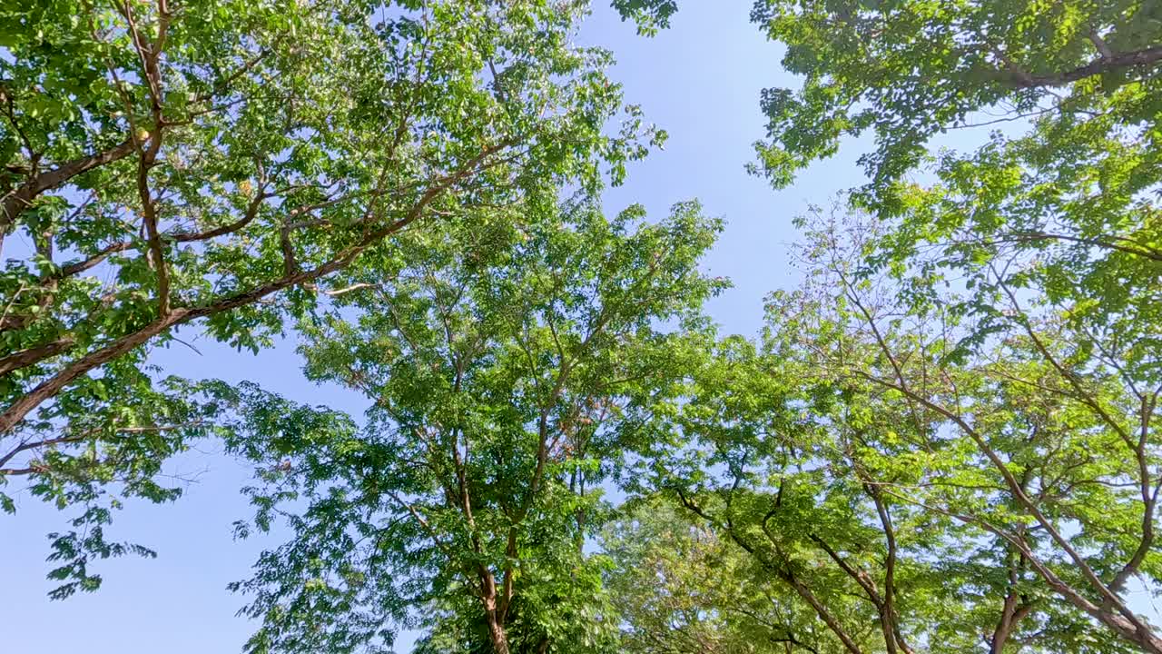 푸른 푸른 하늘 에서 푸른 나무 가지들이 부드럽게 흔들려 평온하고 평화로운 분위기를 조성합니다.