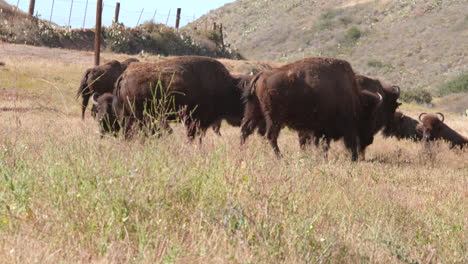 Foto-Fija-De-Una-Pequeña-Manada-De-Búfalos---Bisontes-Pastando-En-Un-Campo-Con-Montañas-Al-Fondo-En-La-Isla-Catalina,-California,-Ee.uu.