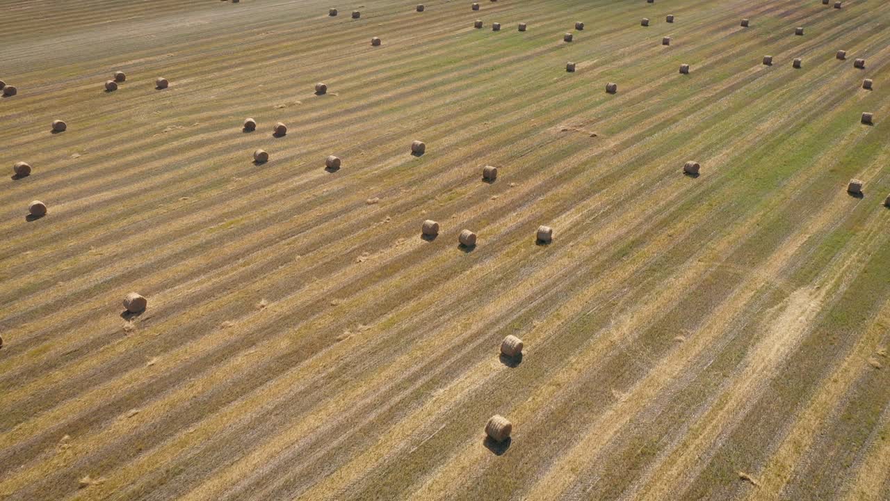 Agricultural Field With Round Stacks Of Straw Collected In Rolls Aerial View