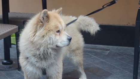 closeup of a chow chow dog