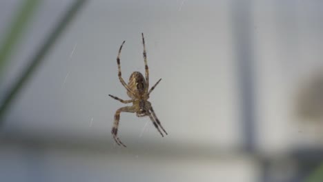 macro portrait of a cross orbweaver spider, common backyard species
