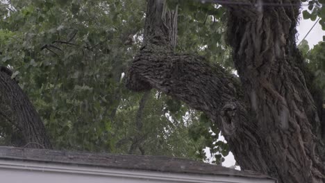 árbol-Que-Sopla-En-El-Viento-Y-La-Lluvia