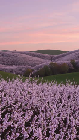 stunning pink and purple spring flowers landscape