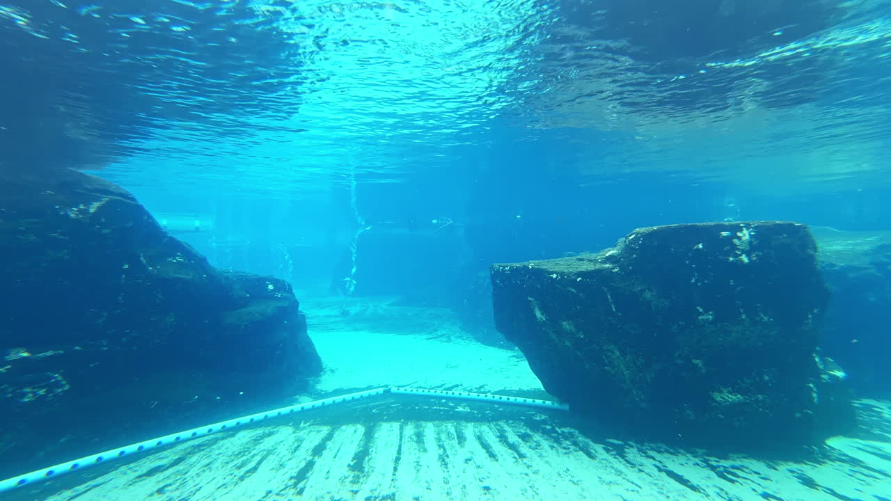 Singa laut berenang dan bermain di habitat bawah air yang besar pada siang hari di taman laut.