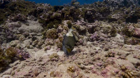 colorful titan trigger fish feeding on a starfish on a tropical coral reef in clear water of the pacific ocean