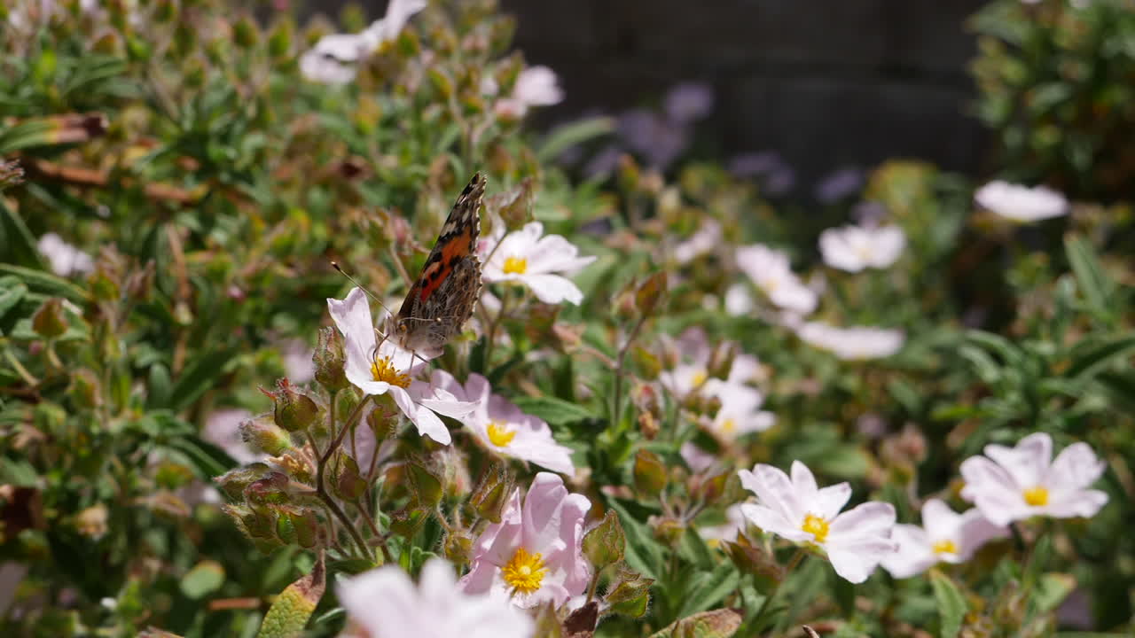 A painted lady butterfly feeding on nectar and flying away in slow motion on pink wild flowers