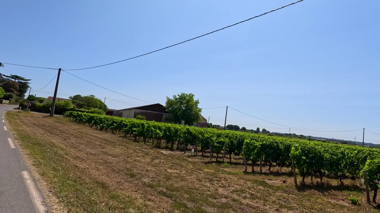 이 많은 보르도 에서 도로  에서 볼 수 있는 포도