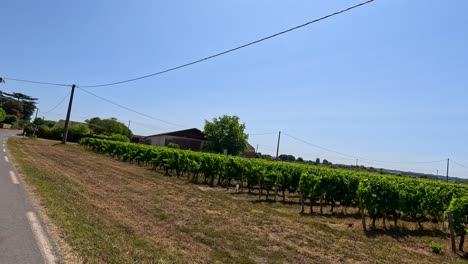 vista en la carretera de un viñedo en el soleado bordeos