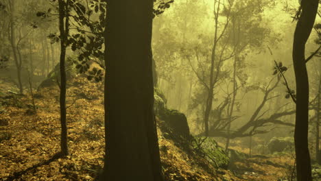 misty woodland path with sunlight filtering through trees in autumn