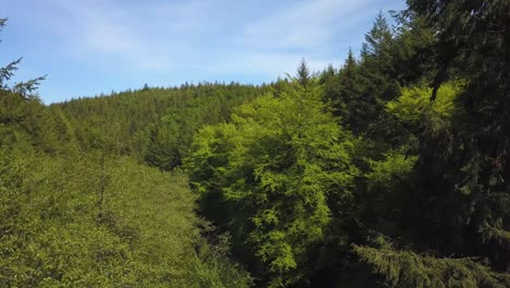 Rising-up-above-the-trees-in-the-great-woods-Forrest,-Somerset,-United-Kingdom