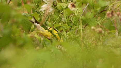 Fauna-Closeup-Amarillo-Jilguero-Americano-Pájaro-Picoteando-Entre-Hojas-Verdes