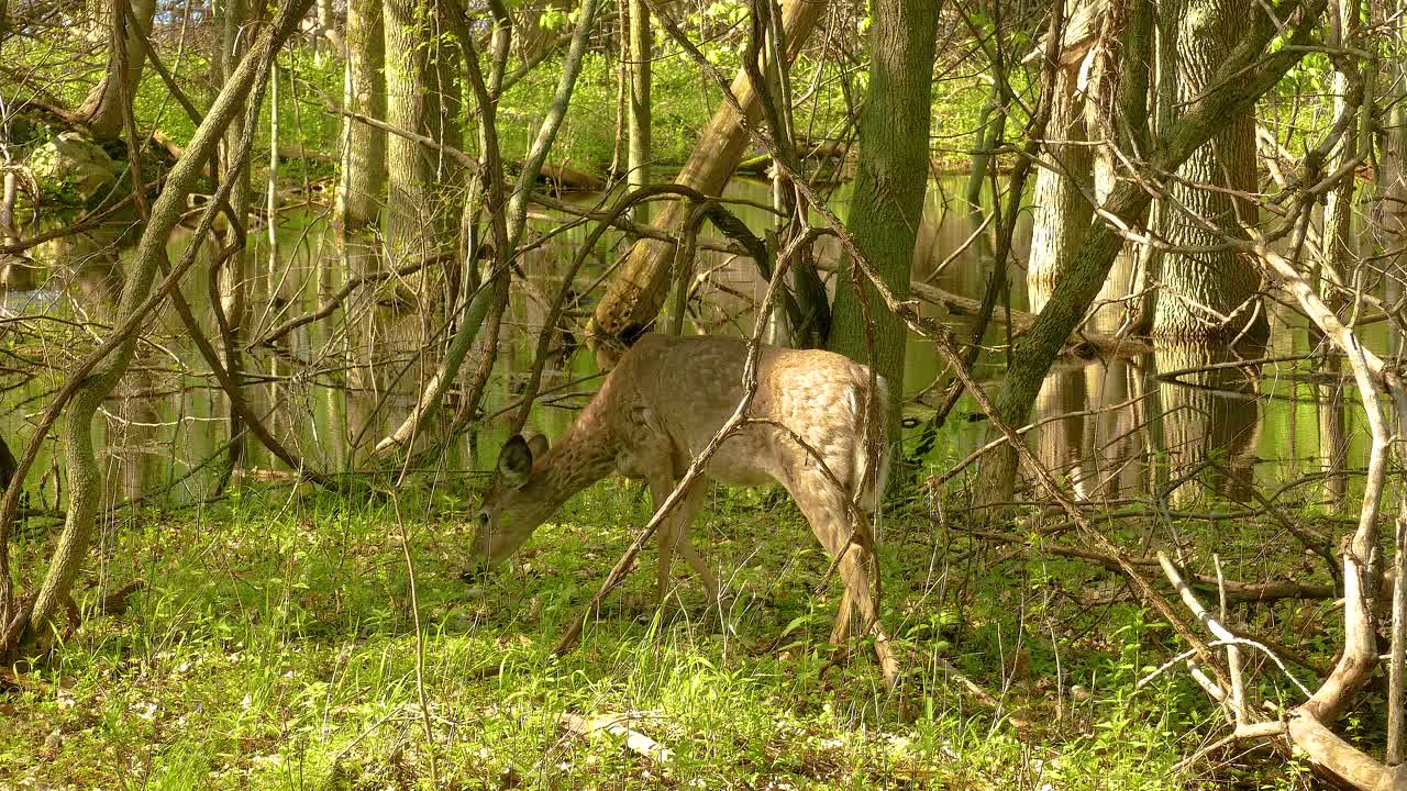 Whitetailed Deer Foraging in lush green wetland woods