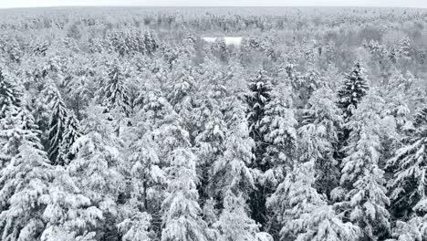 Vista-Aérea:-Bosque-De-Invierno.-Rama-De-Un-árbol-Nevado-Con-Vistas-Al-Bosque-De-Invierno.-Paisaje-Invernal,-Bosque,-árboles-Cubiertos-De-Escarcha,-Nieve.