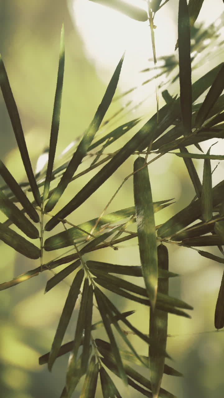 Serene bamboo forest with sunlight filtering through leaves