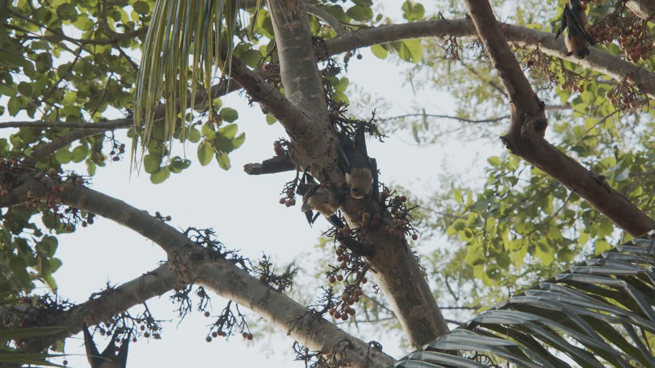 Slow motion of bat looking at other bat on fig tree and smelling