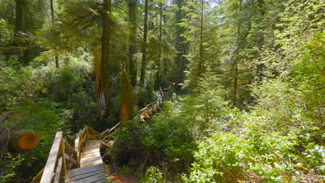 Tranquil-Rainforest-Journey,-Exploring-Vancouver-Island's-Enchanting-Wooden-Path-amidst-Ancient-Trees