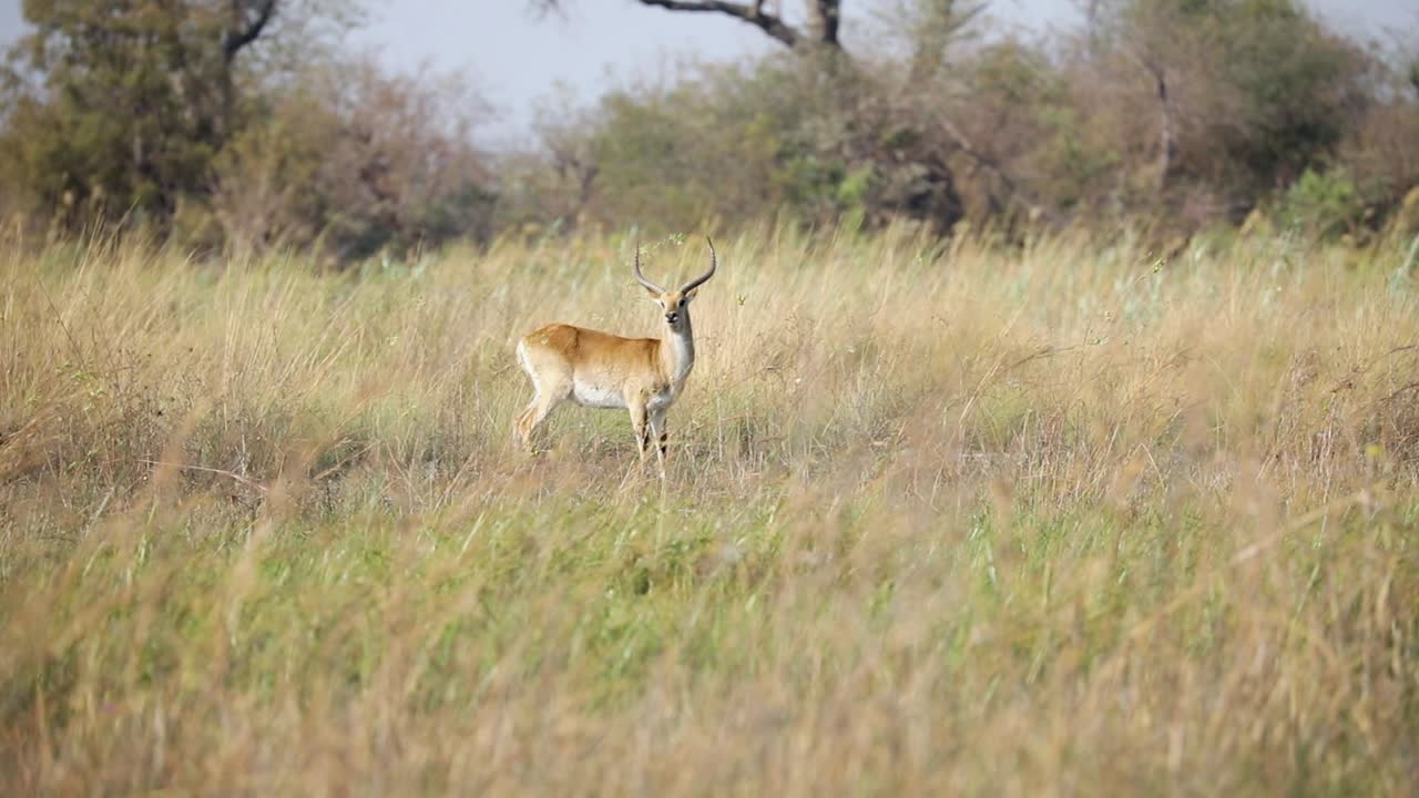 lechwe rojo se encuentra en medio del desierto en caprivi, namibia en sudáfrica