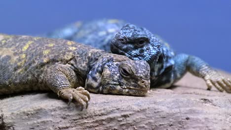 A-Pair-Of-Ornate-Mastigure-Lizards-Resting-On-The-Rock---extreme-close-up