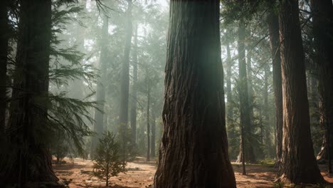 amanecer en las secuoyas, general grant grove, parque nacional de las secuoyas