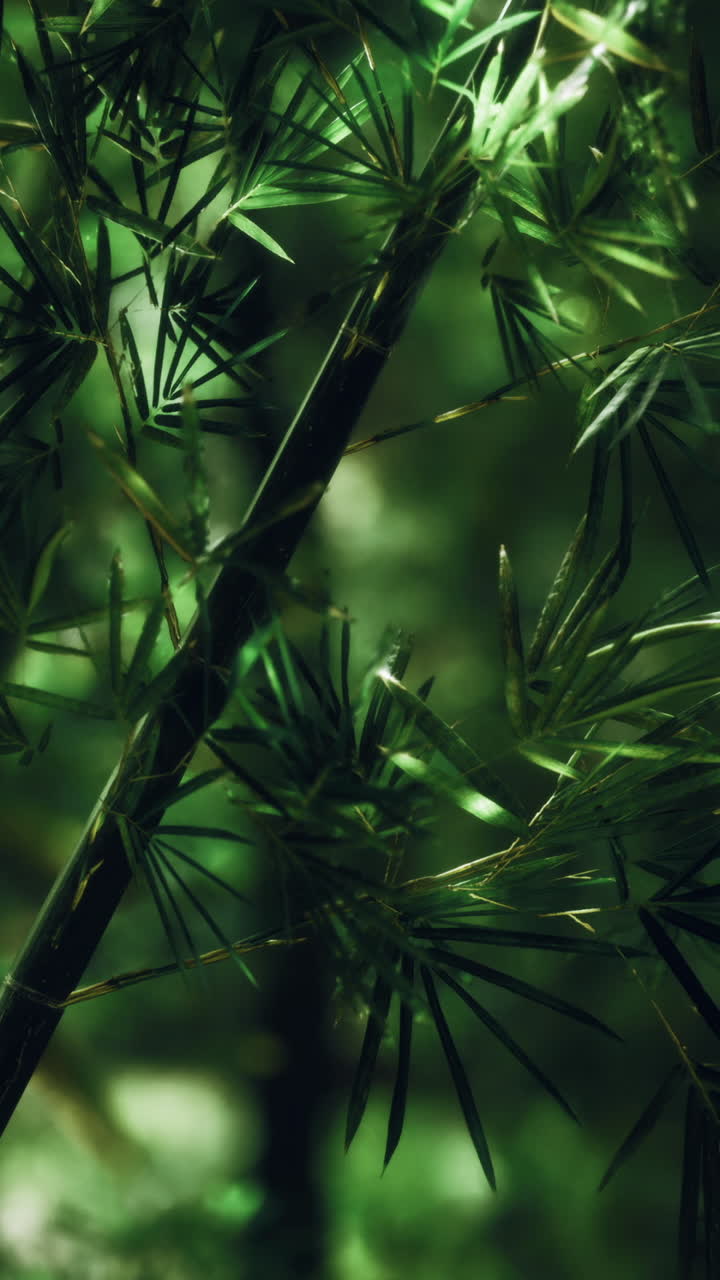 Lush green bamboo leaves thrive in a serene forest during daylight hours