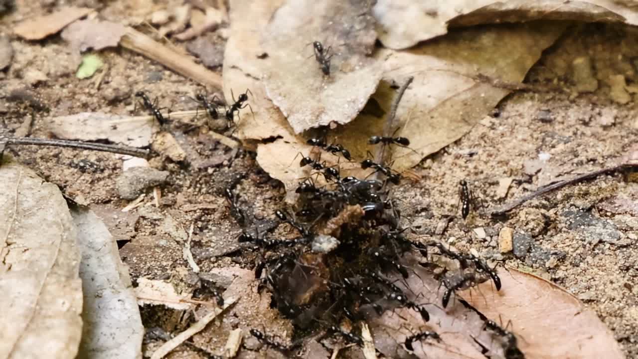 Un gruppo di formiche nere lavora insieme per spostare il cibo attraverso foglie secche e terreno