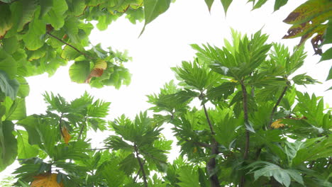 Moving-in-a-circular-motion-to-see-the-different-kinds-of-leaves-of-various-trees-in-the-forest