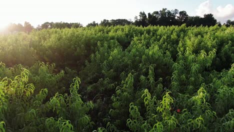 Drone-slowly-flying-toward-sun,-above-peach-orchard-full-of-ripe-peaches-ready-for-picking