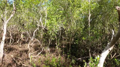 timelapse of seasonal foliage changes in woodland