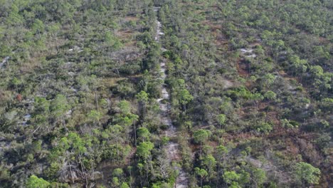vuelo aéreo sobre el crecimiento de bosques de tierras agrícolas en florida