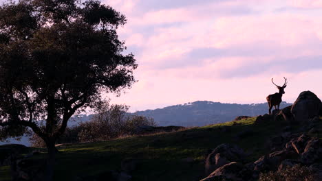 Male-Red-Deer-with-huge-Antlers-on-a-Mountain-Ridge-Walking-Away