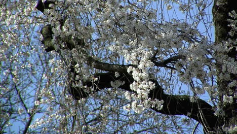 Ramas-De-Un-Cerezo-Llorón-Cubierto-De-Flores