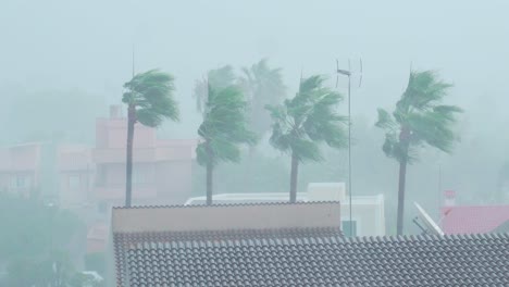 static view of powerful storm in city of alcudia on mallorca island in spain, with palm trees in the background