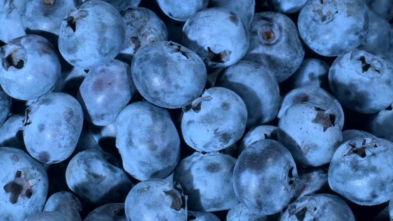 블루베리의 세부 사항: 블루베리 매크로 회전, 클로즈업, 카메라 회전 360도, 보그 빌베리, 보그블루베리, 북부 빌베리 또는 서부 블루버리 (vaccinium uliginosum)