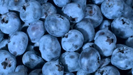 detalle de los arándanos. macro girar de los ánanos. primer plano, rotación de la cámara 360 grados. arándano de pantano, arándano del pantano, árándano del norte o arándano occidental (vaccinium uliginosum)