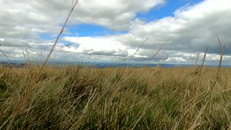 beautiful clouds in the brecon beacon country side through grass waving in the wind