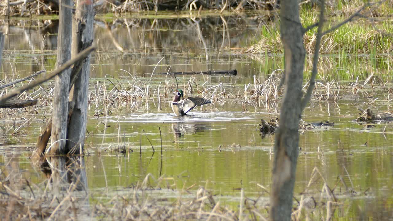 Anatra sposa che si gode l'acqua di un lago nel bosco in una giornata calda, vista statica