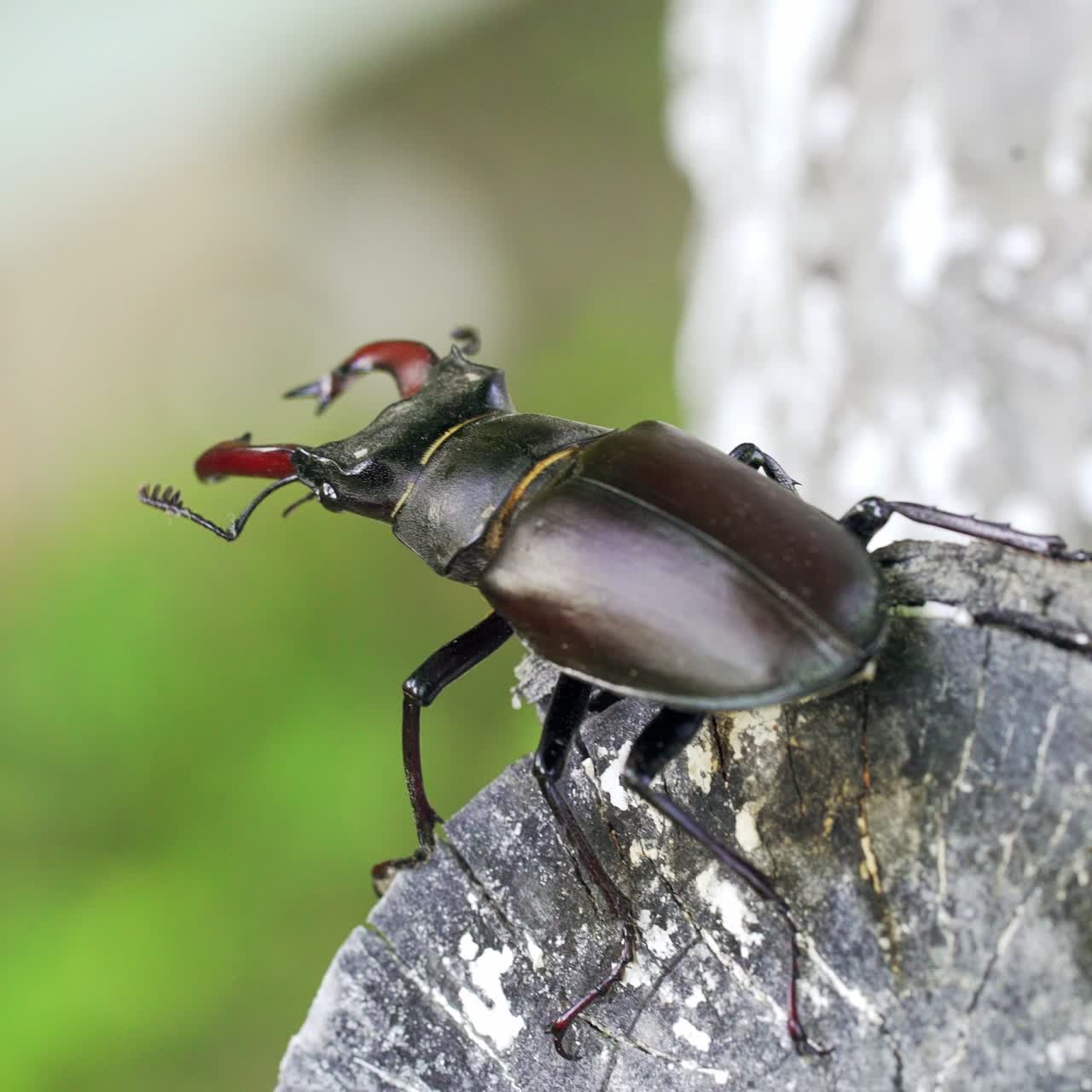 Stag-beetle crawling on a tree. Stag-beetle close-up moves in the open air in the summer on a thick branch of a tree