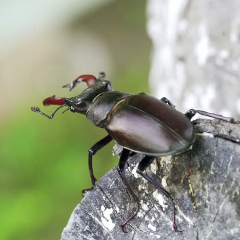 stag-beetle crawling on a tree. stag-beetle close-up moves in the open air in the summer on a thick branch of a tree
