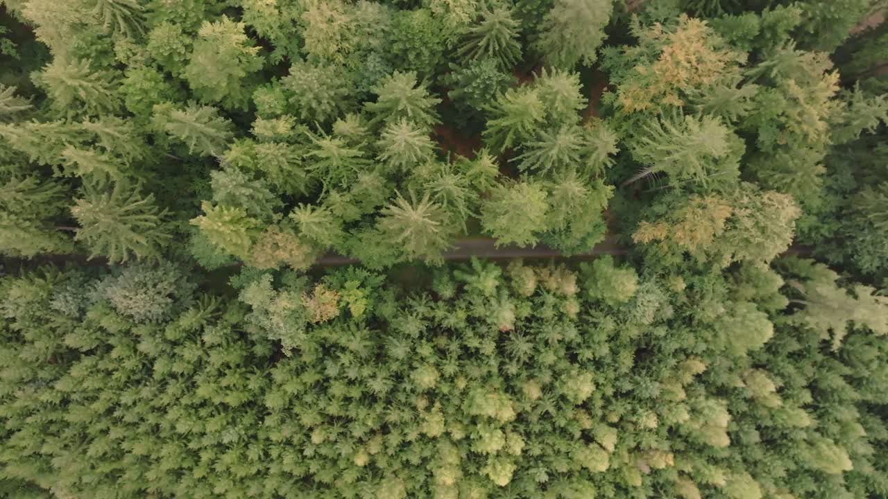 Up where the tallest trees are found, heart of the forest makes no sound