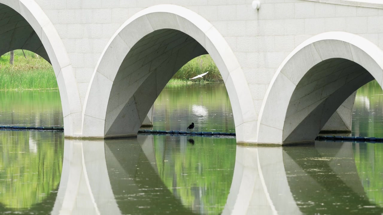 Un piccolo merlo che sta all'ombra di un ponte artificiale in una calda e luminosa giornata estiva in un parco a Shanghai (4K25p).