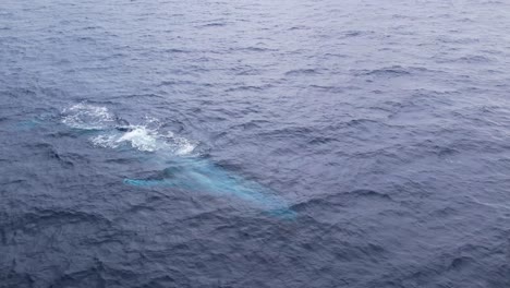 Las-Ballenas-Azules-Brotan-De-Cerca-Desde-Dos-ángulos-Diferentes-Antes-De-Sumergirse-Profundamente-En-El-Océano-Pacífico