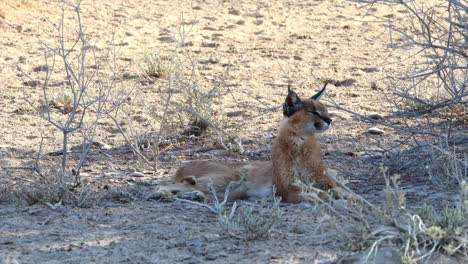 a large caracal cat becomes interested in something out of frame