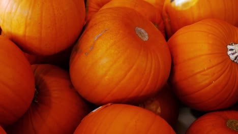 close-up of pumpkin in organic section